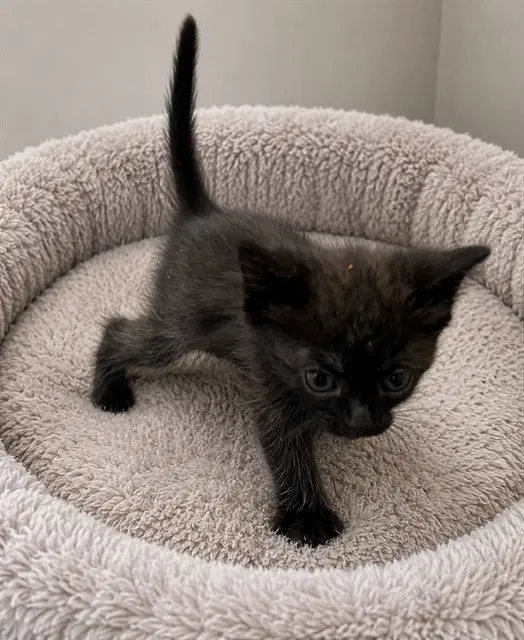 Calypso - Domestic Short Hair
