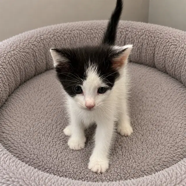 Fisher - Domestic Short Hair