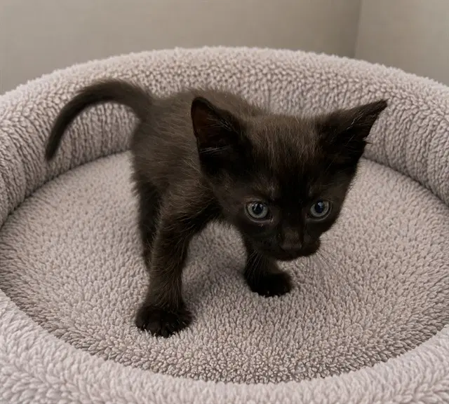 Caspian - Domestic Short Hair