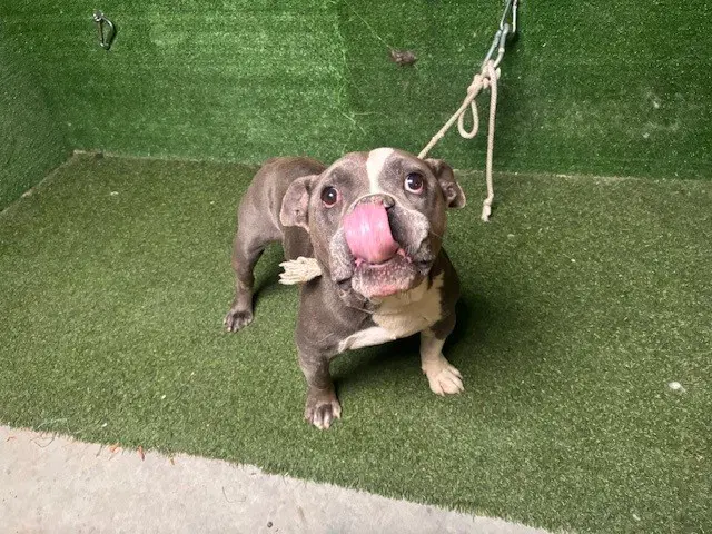 Mrcloud - Bulldog