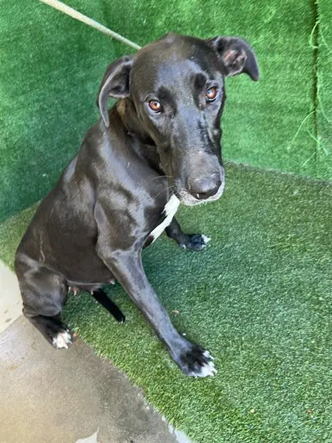 Kanga - Great Dane