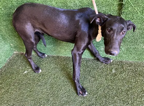 Rabbit - Great Dane
