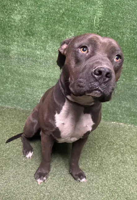 Jamie - Pit Bull Terrier