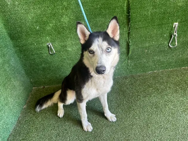 Astra - Siberian Husky