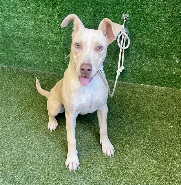 Julie - Pit Bull Terrier