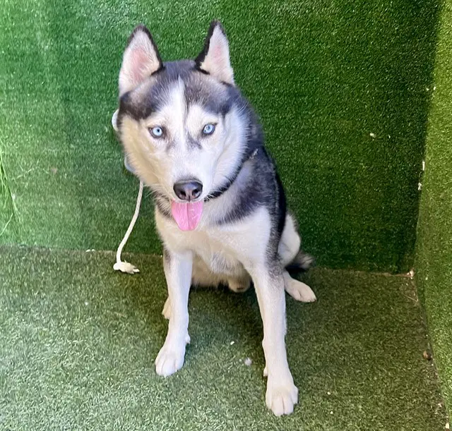 Lucky - Siberian Husky