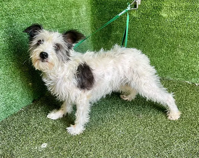 Ruby - Terrier