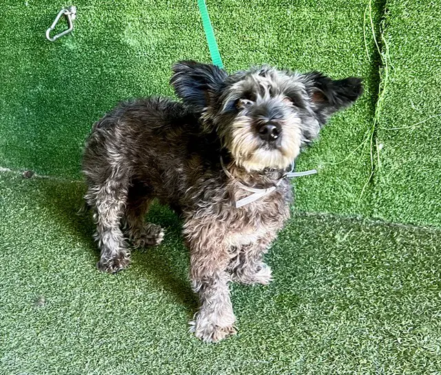 Galaxy - Terrier