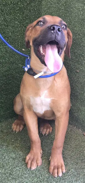 Daphne - Mastiff