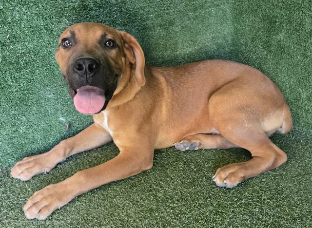 Fred - Mastiff