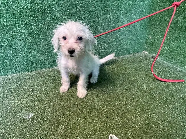 Saraya - Terrier