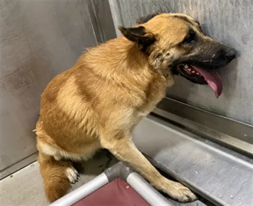 Max - German Shepherd Dog