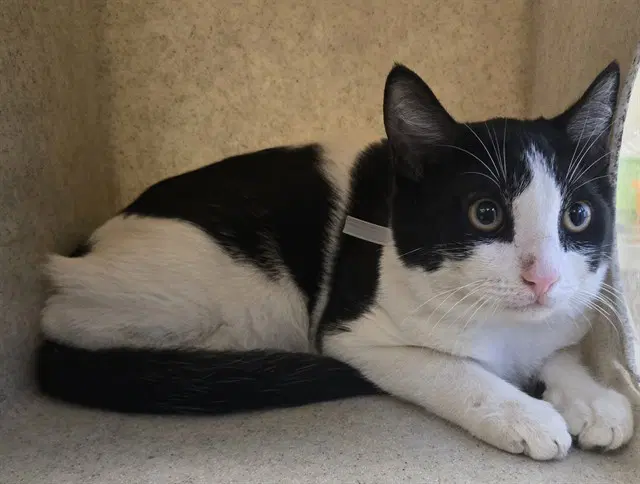 Jimmy Thunder - Domestic Short Hair