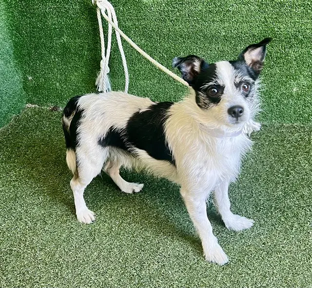Pluto Nash - Rat Terrier