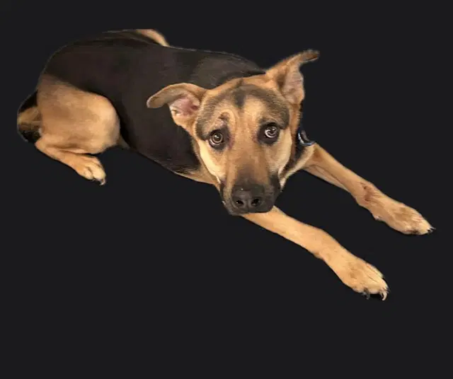 Lydia - German Shepherd Dog