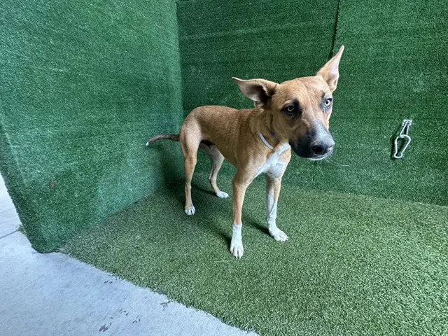 Peanut - German Shepherd Dog