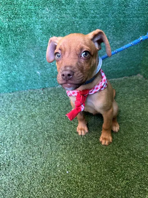Simba - Terrier