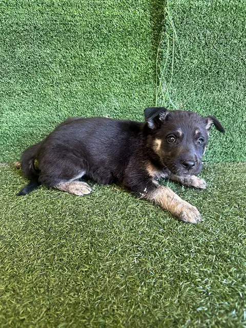 Cassie - German Shepherd Dog