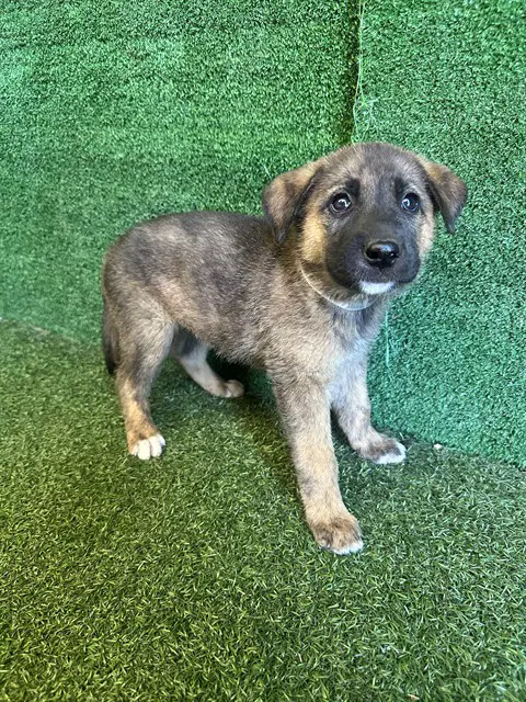 Hippolyta - German Shepherd Dog