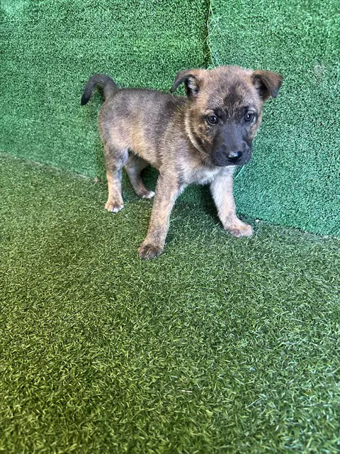 Etta Candy - German Shepherd Dog