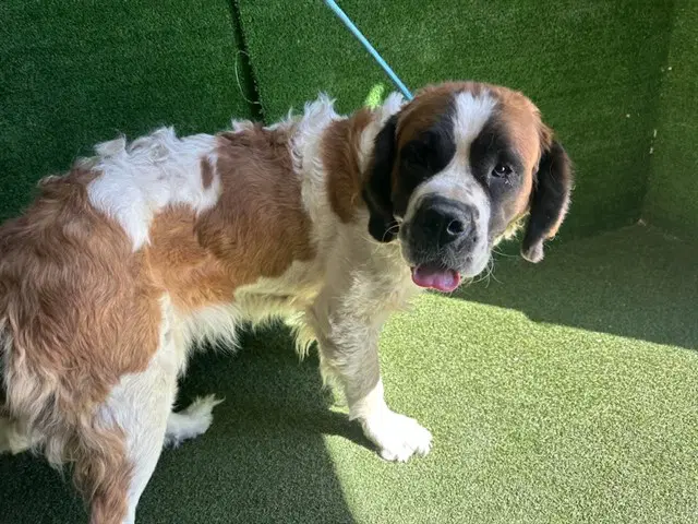 Bertha - Saint Bernard