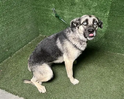 Tiff - German Shepherd Dog