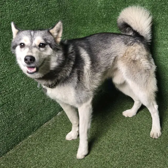 Lefty - Husky