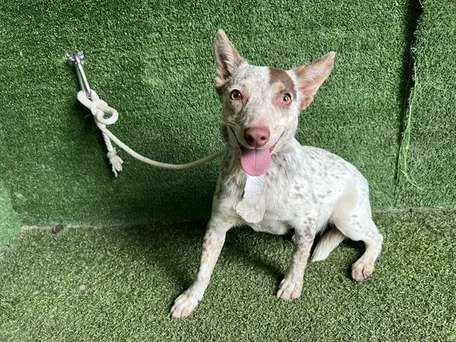 Unknown - Australian Cattle Dog/Blue Heeler