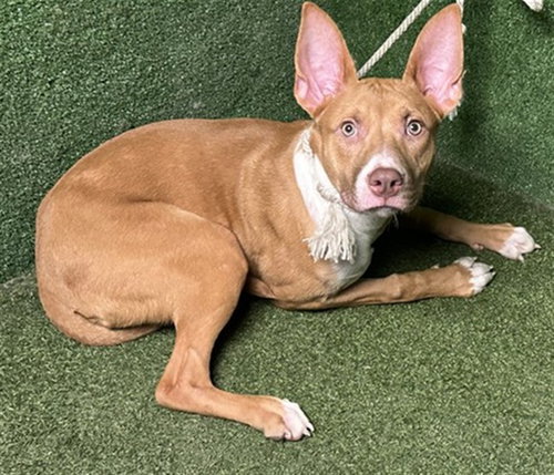 SHIDA, a dog for adoption from Los Angeles County Animal Control - Lancaster