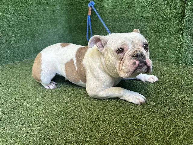 Vivian - English Bulldog