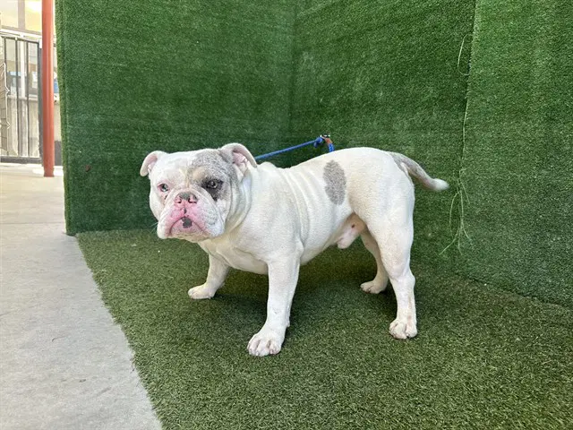 Sherman Klump - English Bulldog