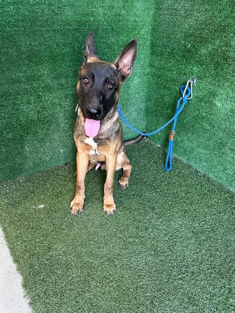Chase - German Shepherd Dog
