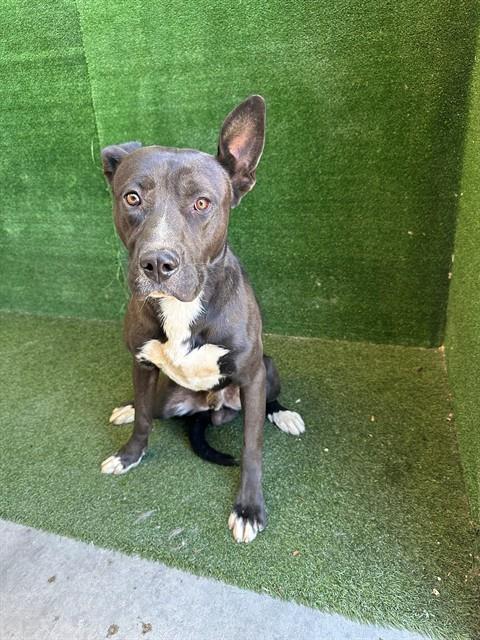 BLUE, a dog for adoption from Los Angeles County Animal Control - Lancaster