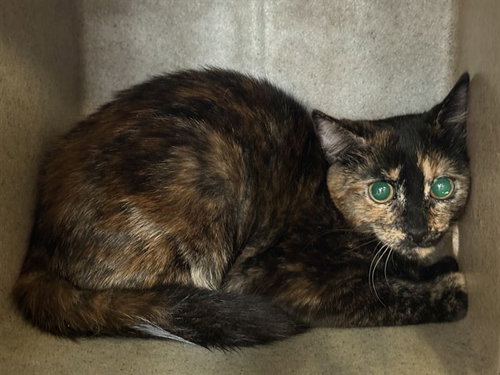 ELVIRA, a cat for adoption from Los Angeles County Animal Control - Lancaster
