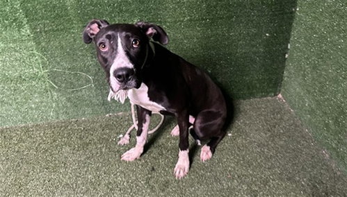 LADY, a dog for adoption from Los Angeles County Animal Control - Lancaster