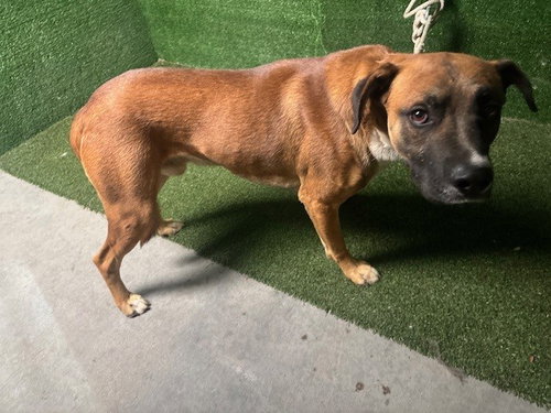 SAM, a dog for adoption from Los Angeles County Animal Control - Lancaster