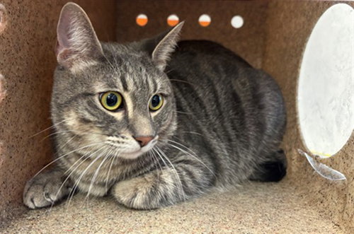 MILO, a cat for adoption from Los Angeles County Animal Control - Lancaster