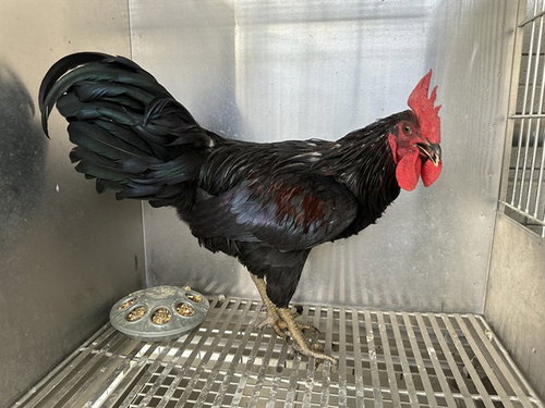 RAGNAR, a poultry for adoption from Los Angeles County Animal Control - Lancaster