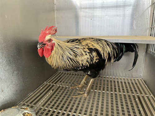 BJORN, a poultry for adoption from Los Angeles County Animal Control - Lancaster
