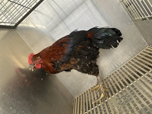 IVAR, a poultry for adoption from Los Angeles County Animal Control - Lancaster