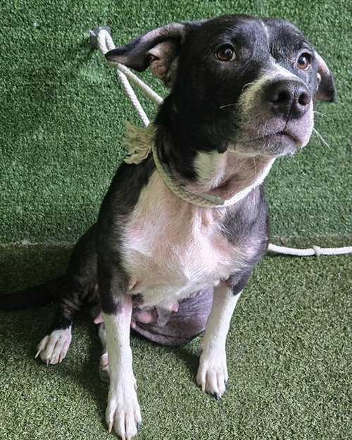 QUEEN, a dog for adoption from Los Angeles County Animal Control - Lancaster