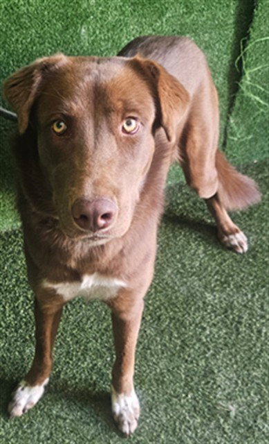 AUTUMN, a dog for adoption from Los Angeles County Animal Control - Lancaster