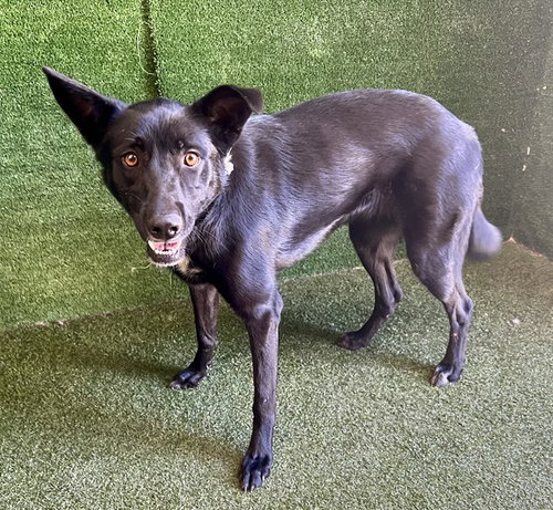GIRL, a dog for adoption from Los Angeles County Animal Control - Lancaster