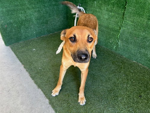 JOAN, a dog for adoption from Los Angeles County Animal Control - Lancaster