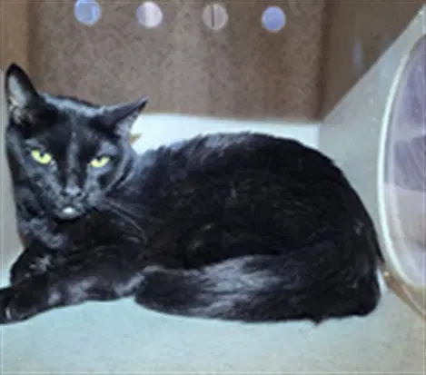 Beasty - Domestic Medium Hair