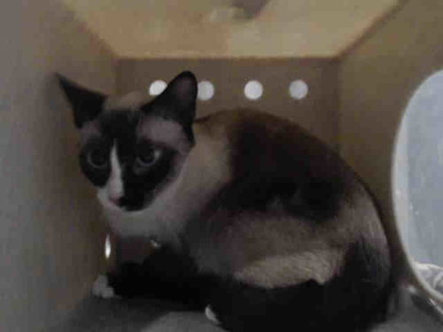 CLEO, a cat for adoption from Los Angeles County Animal Control - Lancaster