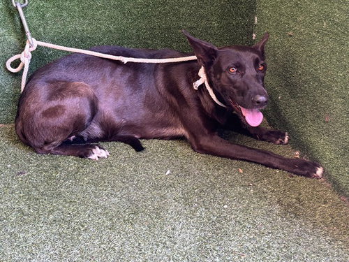 JESSIE, a dog for adoption from Los Angeles County Animal Control - Lancaster