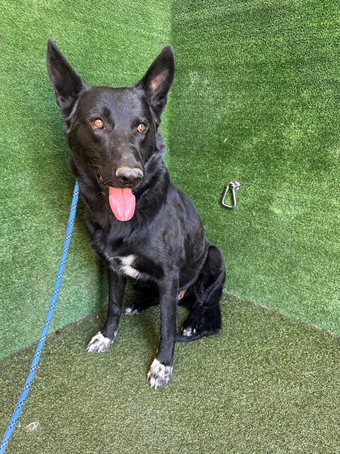 PEPPER, a dog for adoption from Los Angeles County Animal Control - Lancaster
