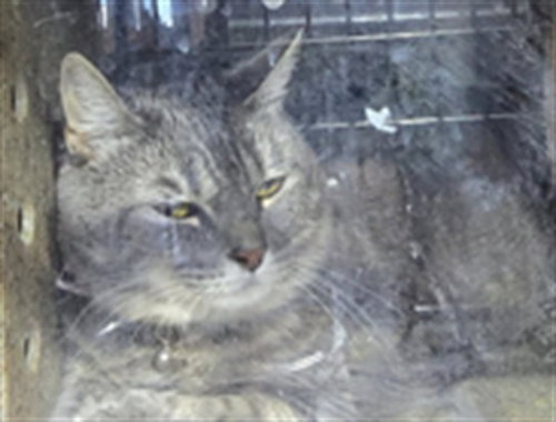 STORMIE, a cat for adoption from Los Angeles County Animal Control - Lancaster