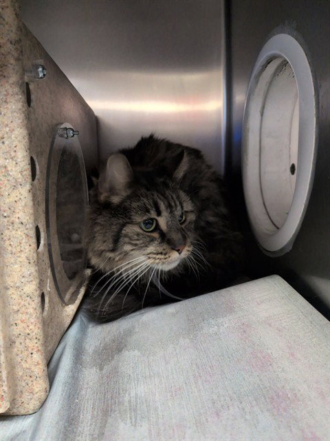 MISTY, a cat for adoption from Los Angeles County Animal Control - Lancaster